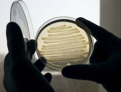 Бактерии кишечной палочки могут производить дизельное топливо