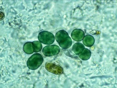 Бактерия cyanothece — биологический источник водорода