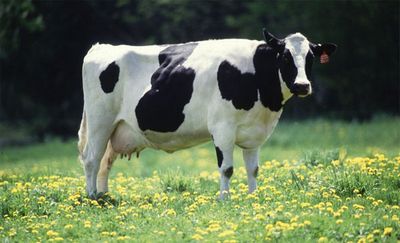 Биогаз. «коровьи электростанции» в сша