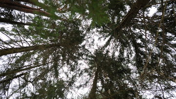 Более 50 мертвых кабанов обнаружили в лесу в луховицком районе - «новости дня»