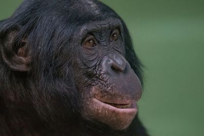 Бонобо больше любят тех, кто мешает, а не помогает