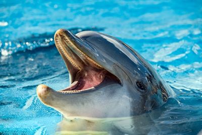 Дельфины способны вести диалог