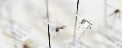 Как бороться смалярийными комарами?
