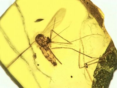 Малярийные комары причастны квымиранию динозавров?
