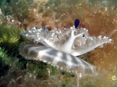 Медуза кассиопея — первое безмозглое животное, которое спит