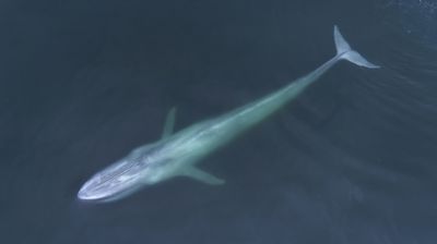 Почему синие киты понижают частоту своих зовов?