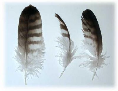 Пух куриных перьев – новый дешёвый способ увеличения емкости для хранения водорода