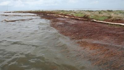 Разлив нефти вмексиканском заливе привел кмасштабным потерям береговой линии