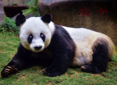 Самая старая в мире панда отметила день рождения: фото с праздника