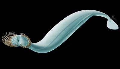 Ученые изучили ужасающего червя с 50 шипами