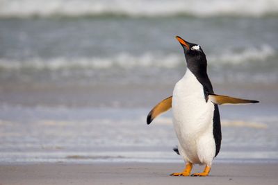 Ученые прикрепили мини-камеры к пингвинам