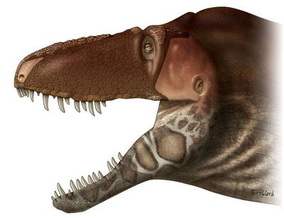 Ученые создали лучшую реконструкцию морды тираннозавра