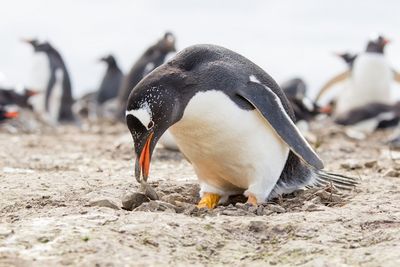 Вулканический дождь губителен для колоний пингвинов